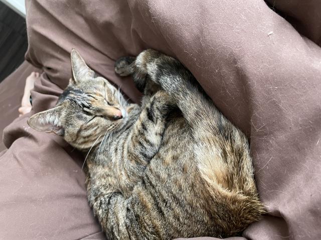 こんぶ