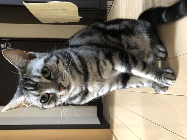 ウメ