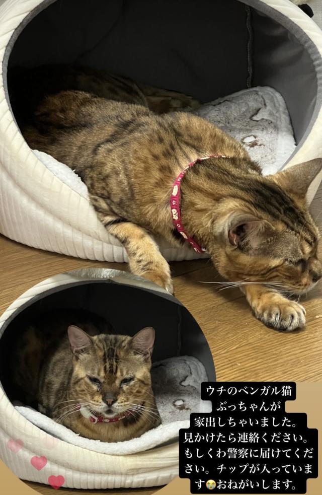 ぶっち