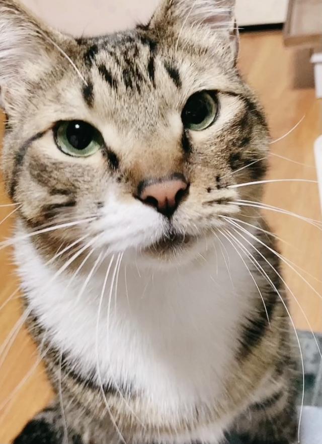 きなこ