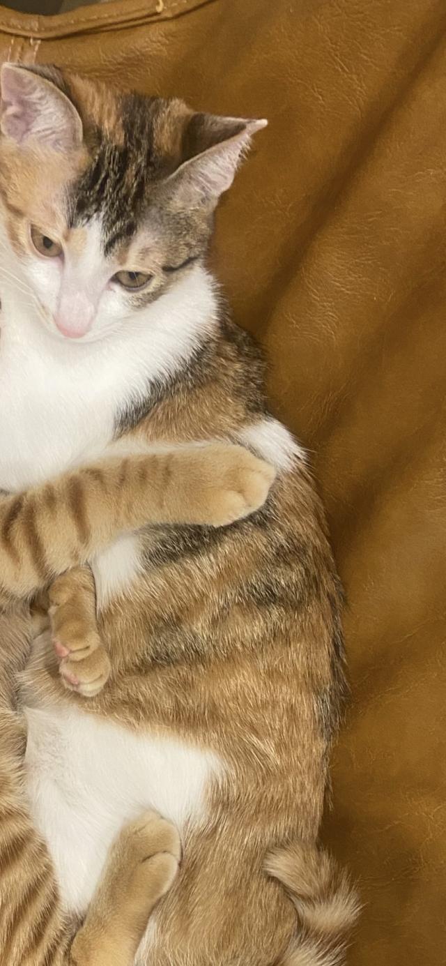 ぺそ