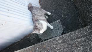 トムトム