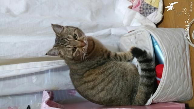 みぃーにゃ