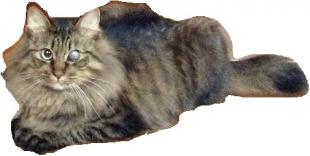 ジャック