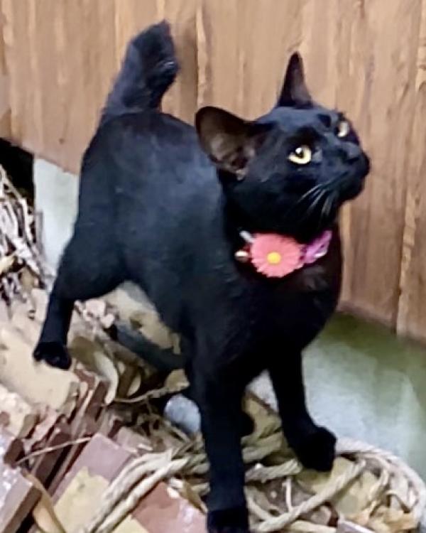 ヒメ