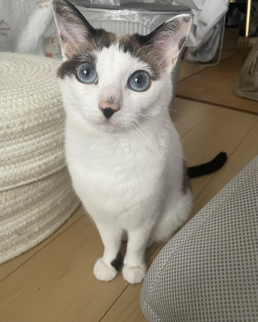 琥珀