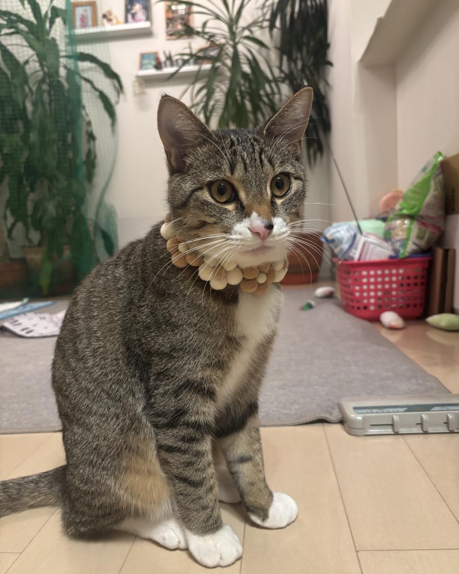 あさり