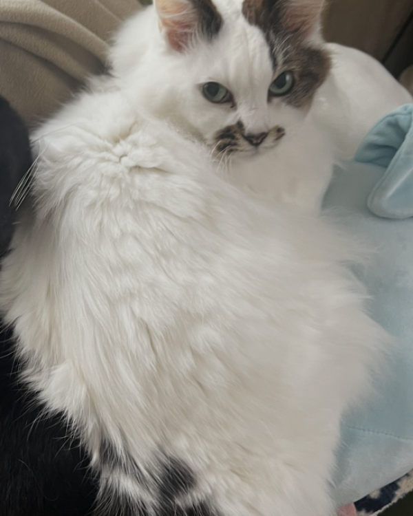 ぽんた