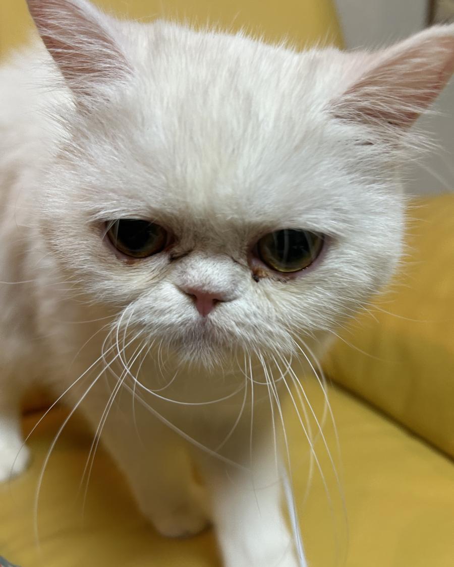 もみ