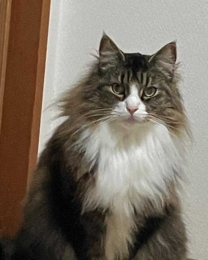 ハル