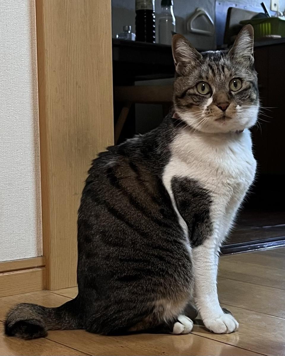 にゃんみ