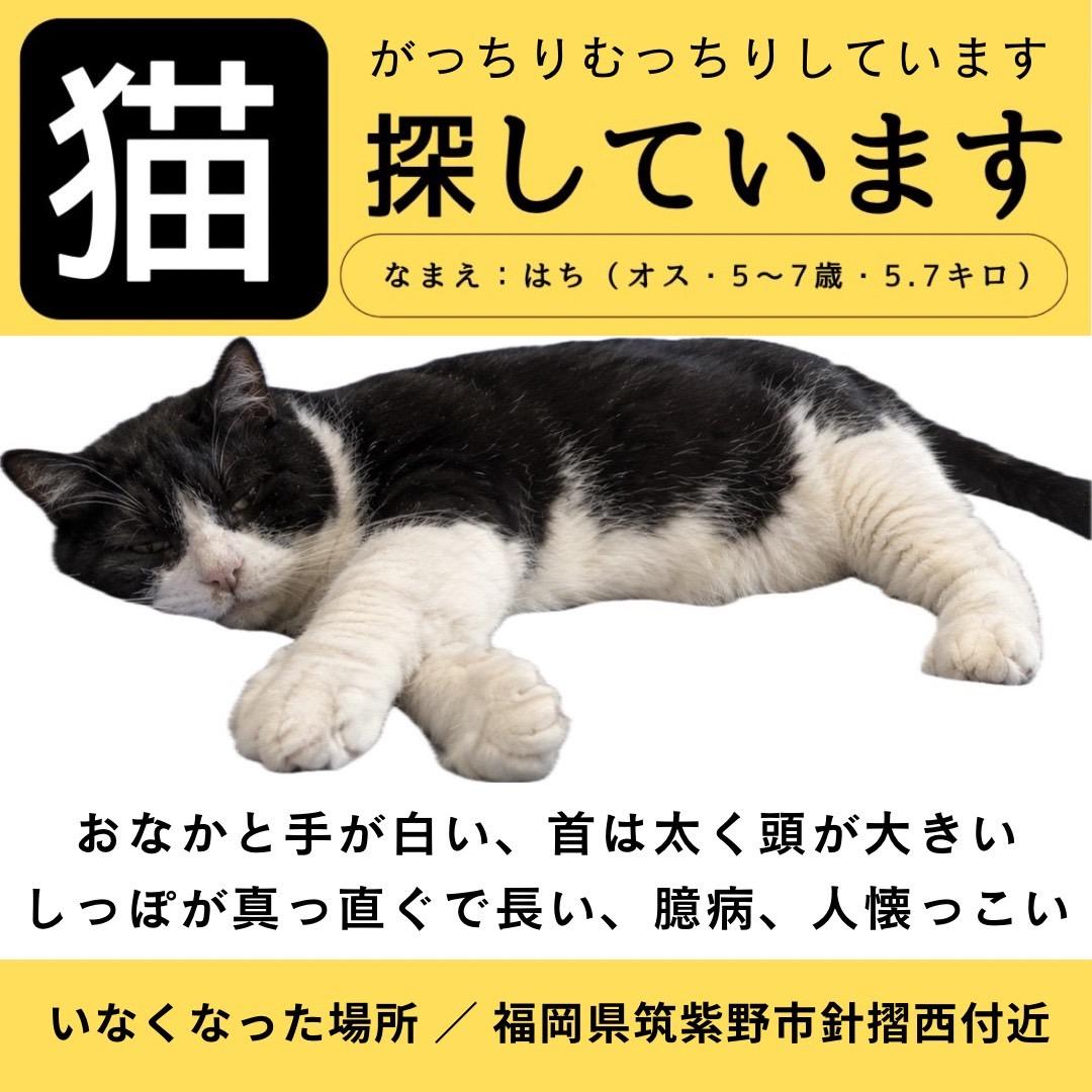 ハチ