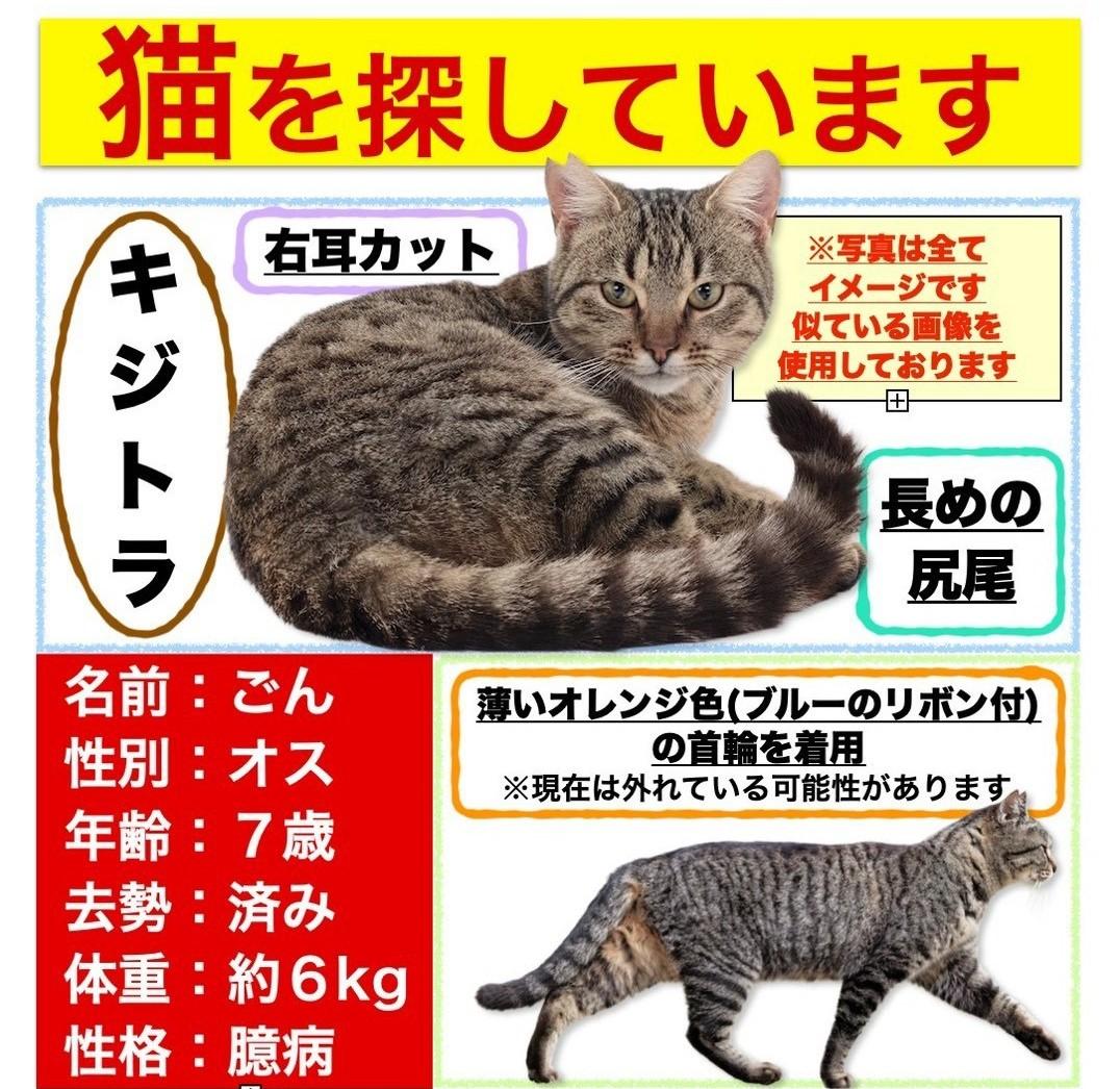 ごん