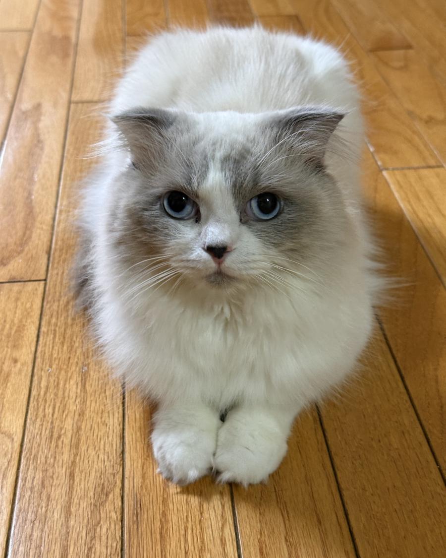 レオ