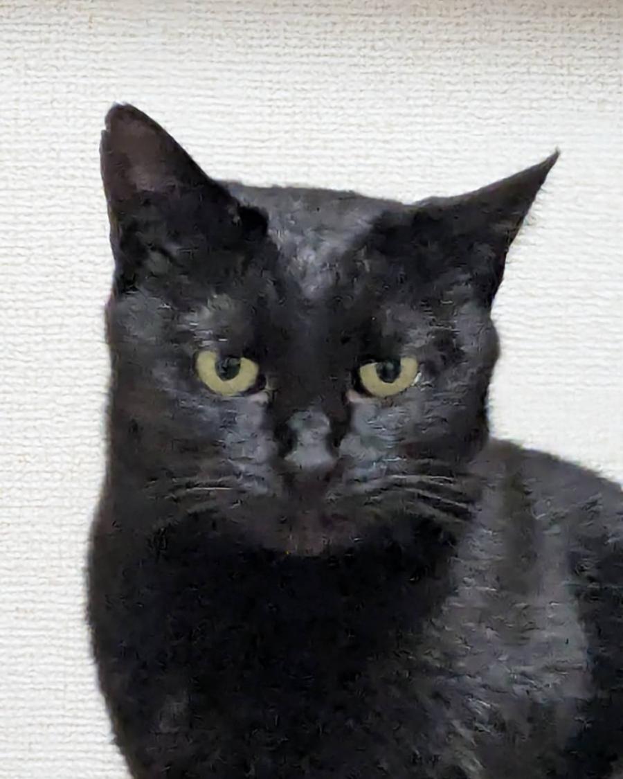 メイちゃん
