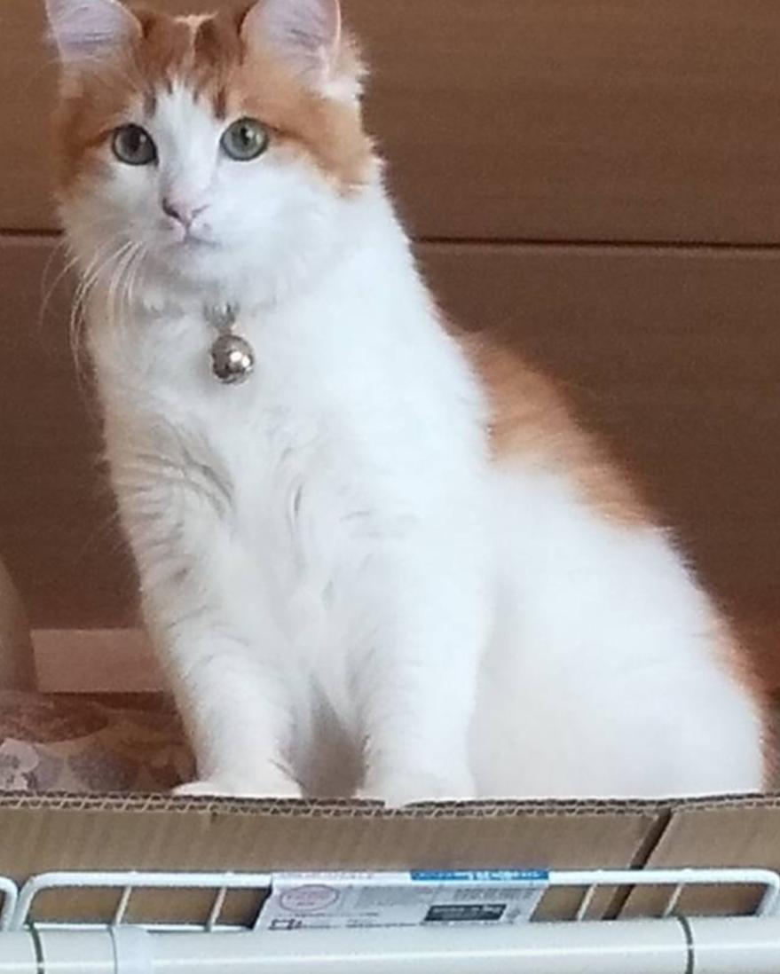 みかん