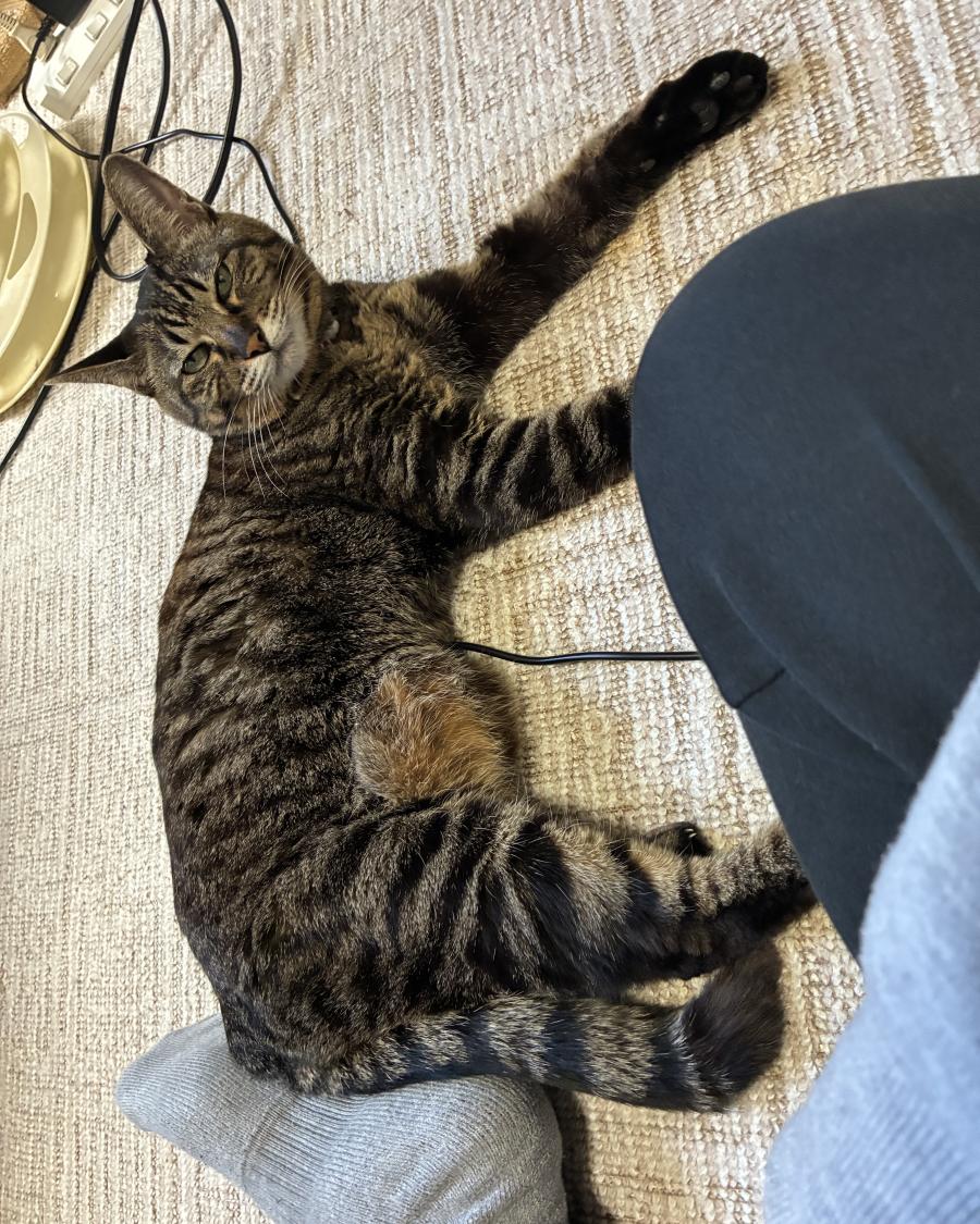 しゃる