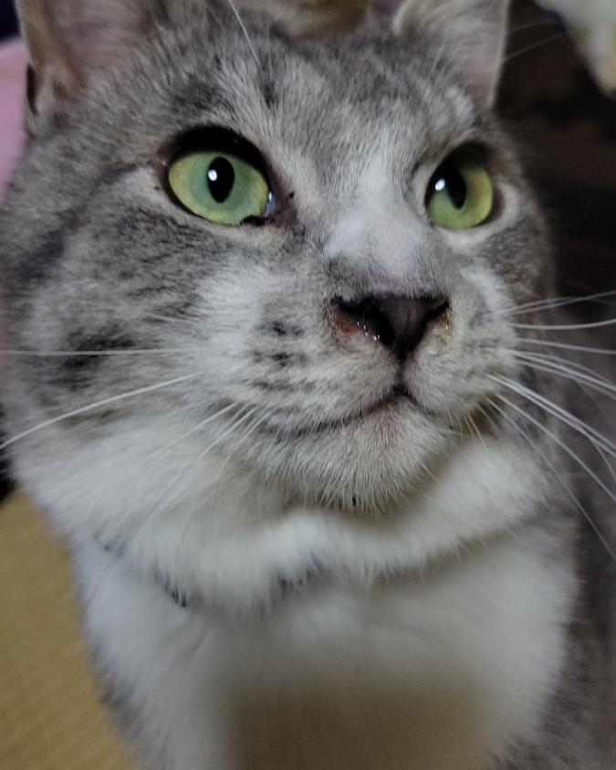 とらのすけ