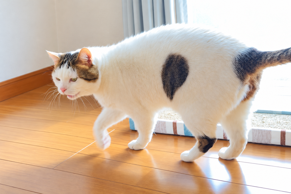 メイ