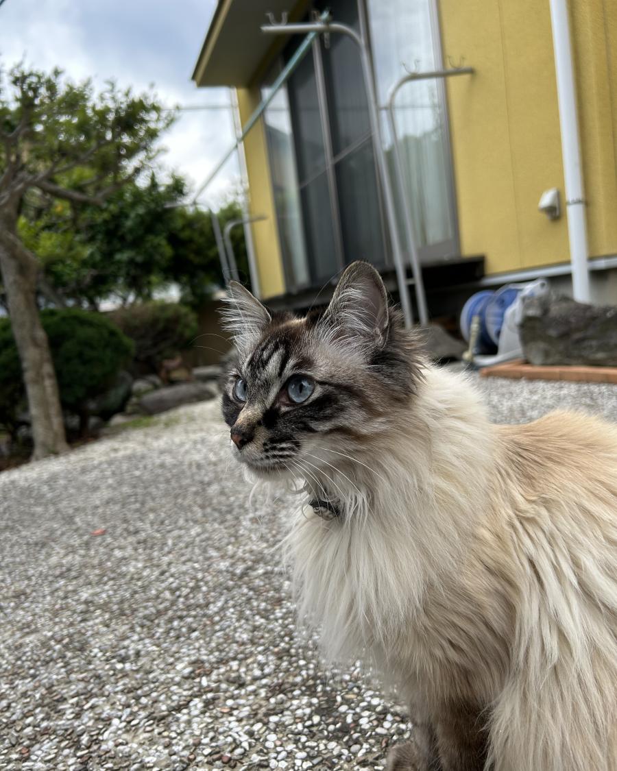 きなこ