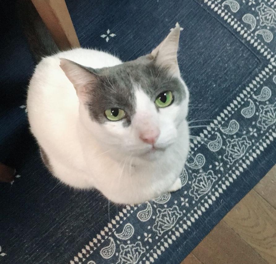 たくみ