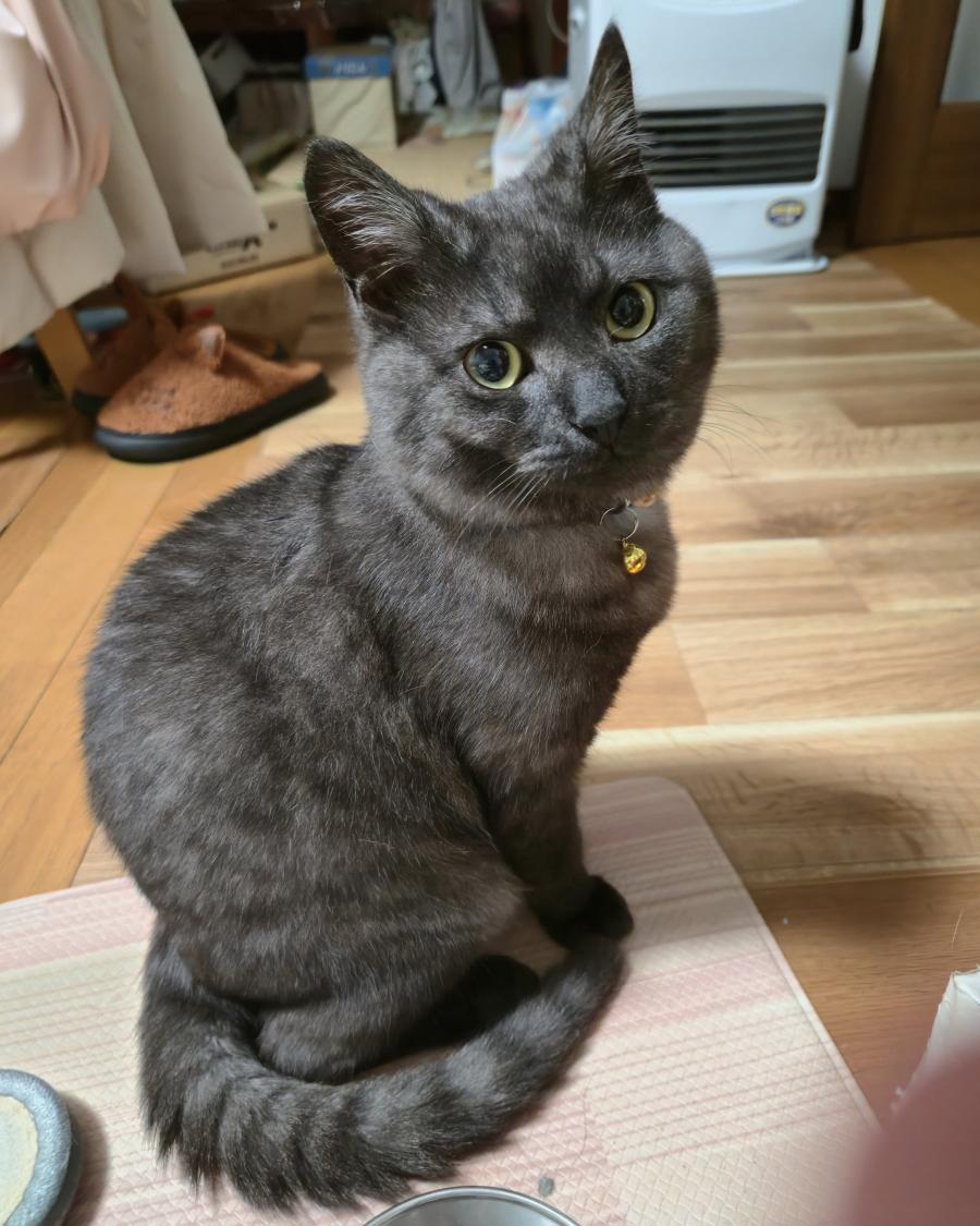 ちび