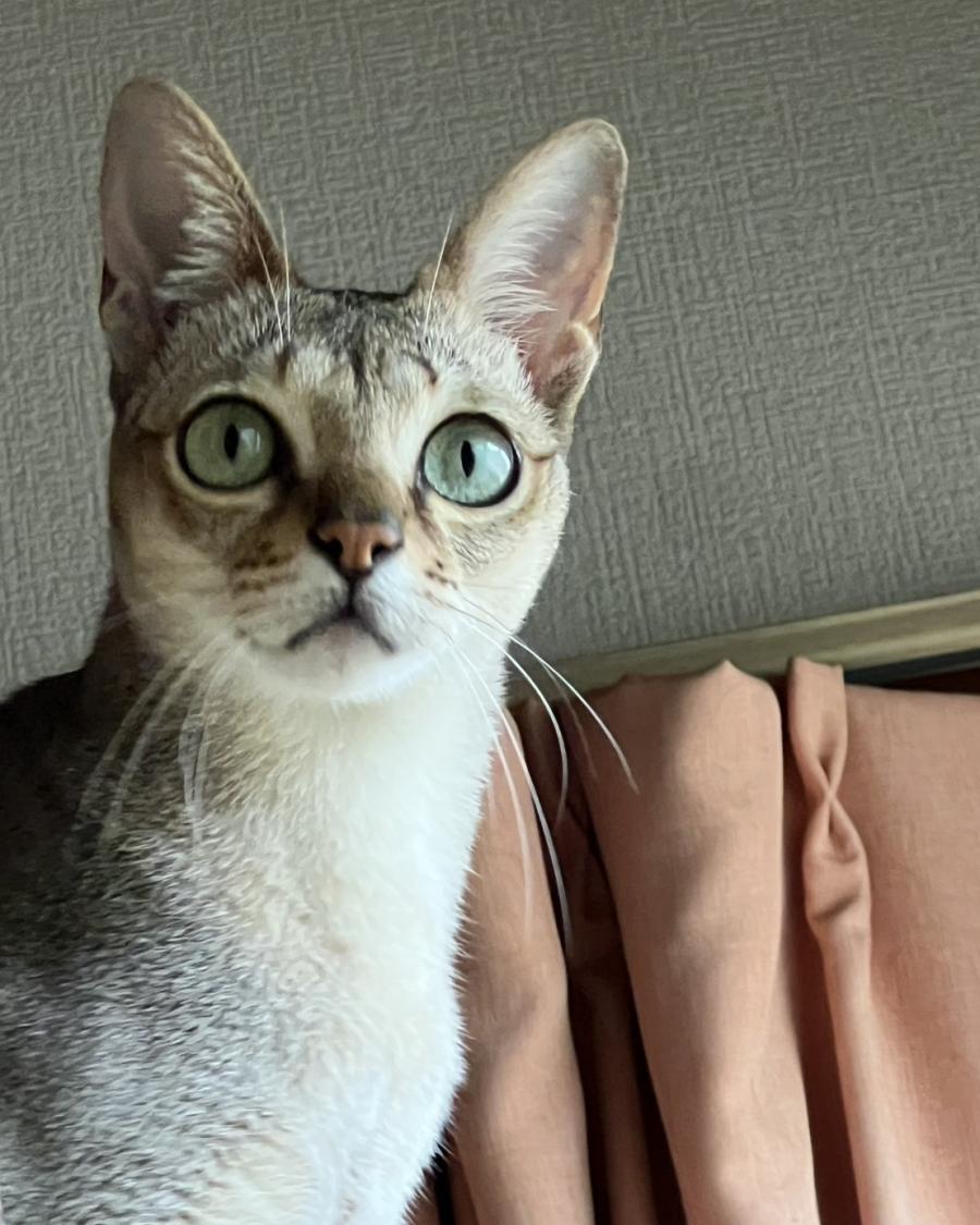 コハク
