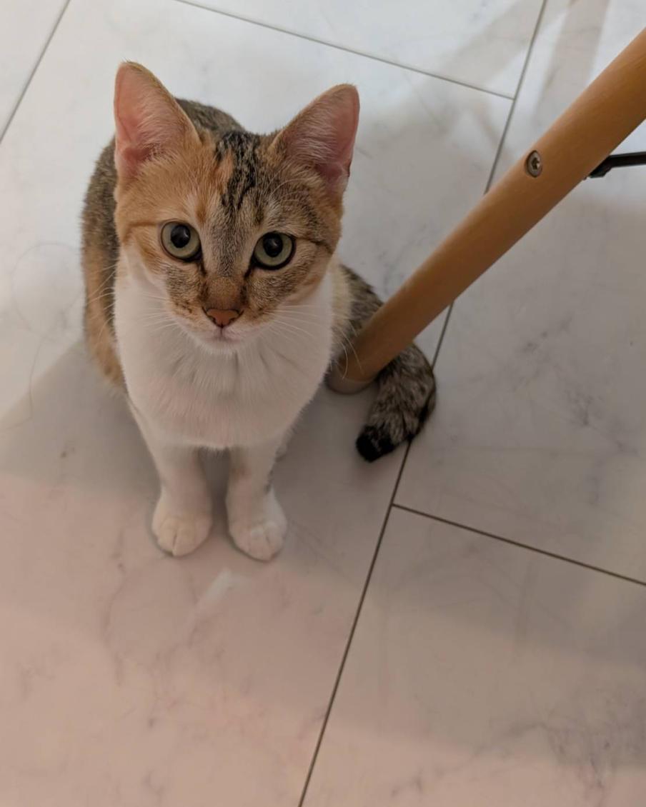もこ
